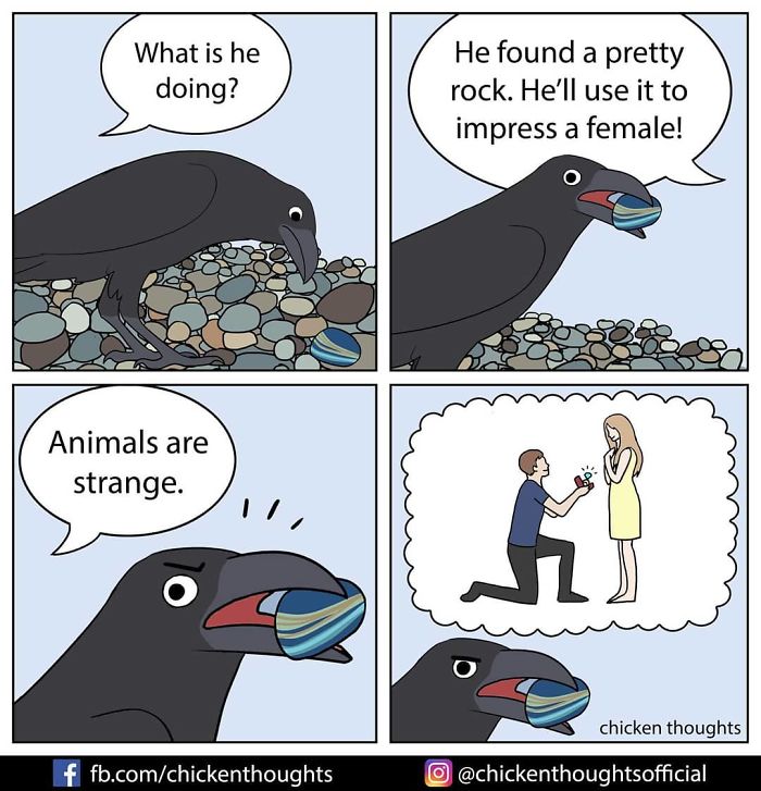 30 Funny Comics About Parrots, Illustrated By A Bird Owner 30 Funny Comics About Parrots, Illustrated By A Bird Owner
