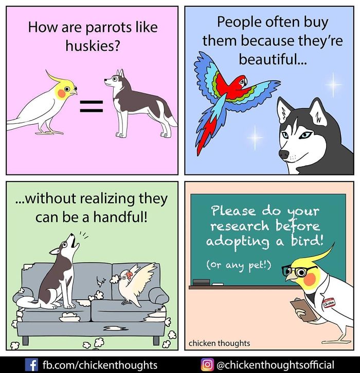 30 Funny Comics About Parrots, Illustrated By A Bird Owner 30 Funny Comics About Parrots, Illustrated By A Bird Owner