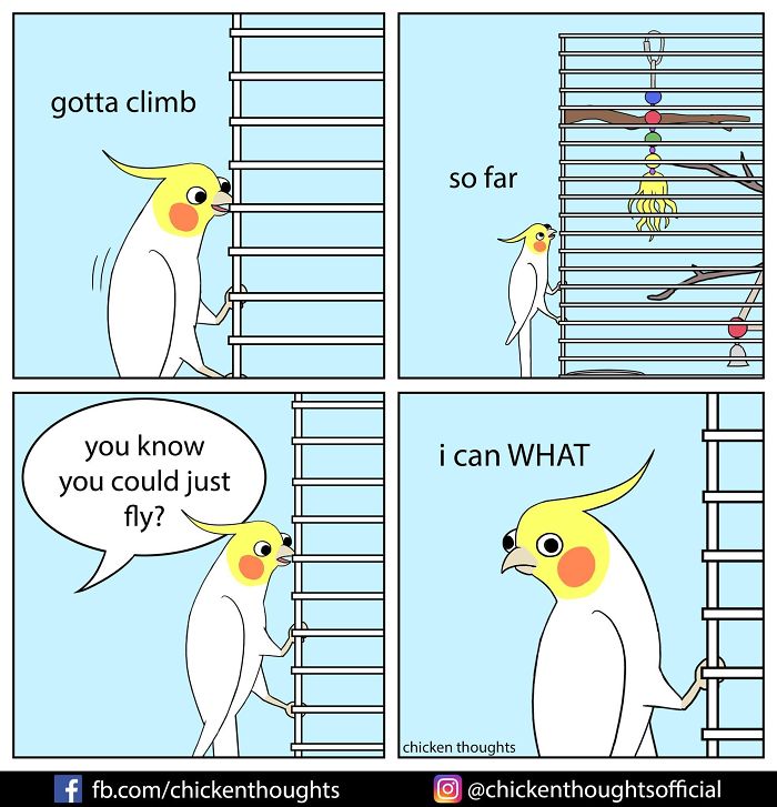 30 Funny Comics About Parrots, Illustrated By A Bird Owner 30 Funny Comics About Parrots, Illustrated By A Bird Owner