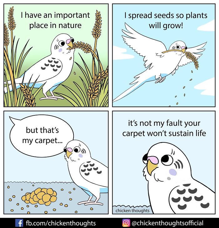 30 Funny Comics About Parrots, Illustrated By A Bird Owner 30 Funny Comics About Parrots, Illustrated By A Bird Owner