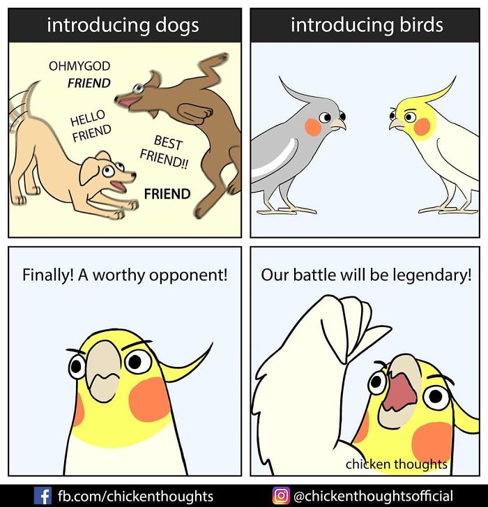 30 Funny Comics About Parrots, Illustrated By A Bird Owner 30 Funny Comics About Parrots, Illustrated By A Bird Owner