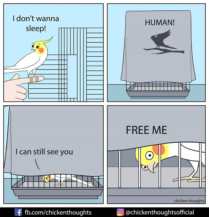 30 Funny Comics About Parrots, Illustrated By A Bird Owner 30 Funny Comics About Parrots, Illustrated By A Bird Owner