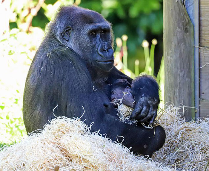 Mum Gorilla Who Lost Her Firstborn 1 Year Ago Gets Captured Cradling Her Month-Old Baby Mum Gorilla Who Lost Her Firstborn 1 Year Ago Gets Captured Cradling Her Month-Old Baby