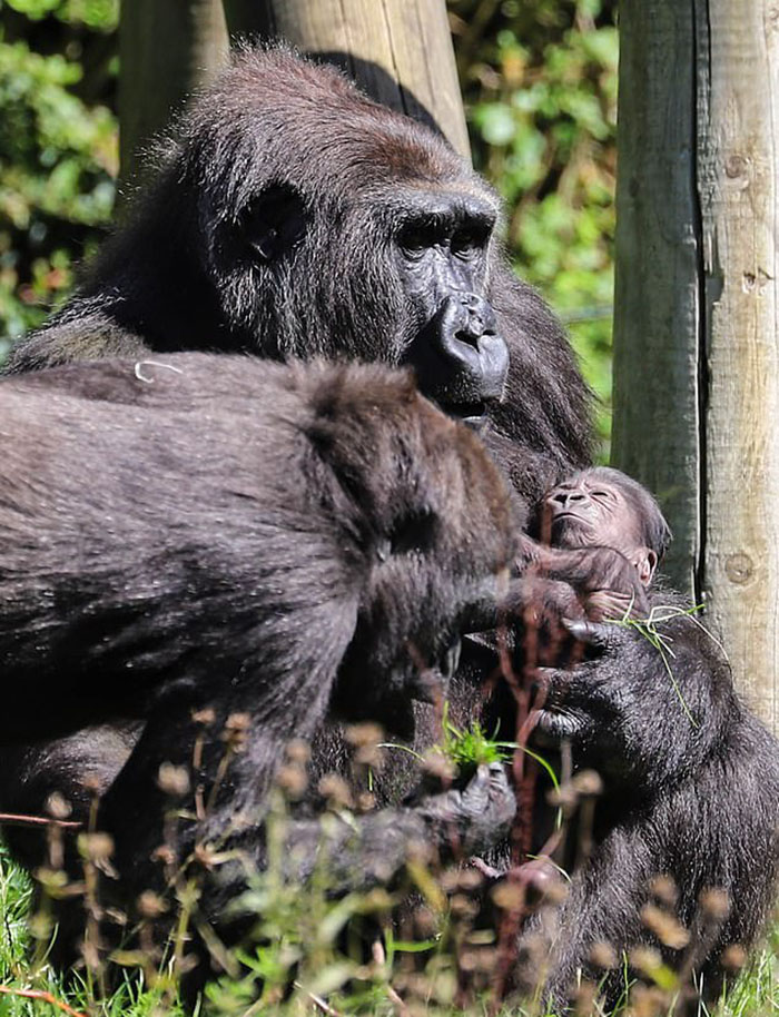 Mum Gorilla Who Lost Her Firstborn 1 Year Ago Gets Captured Cradling Her Month-Old Baby Mum Gorilla Who Lost Her Firstborn 1 Year Ago Gets Captured Cradling Her Month-Old Baby