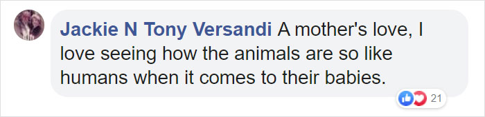 Mum Gorilla Who Lost Her Firstborn 1 Year Ago Gets Captured Cradling Her Month-Old Baby Mum Gorilla Who Lost Her Firstborn 1 Year Ago Gets Captured Cradling Her Month-Old Baby