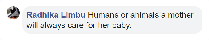 Mum Gorilla Who Lost Her Firstborn 1 Year Ago Gets Captured Cradling Her Month-Old Baby Mum Gorilla Who Lost Her Firstborn 1 Year Ago Gets Captured Cradling Her Month-Old Baby