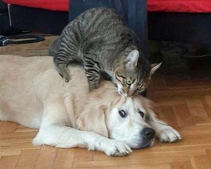 40 Hilarious Photos Of Cats Being The Biggest Jerks To Dogs 40 Hilarious Photos Of Cats Being The Biggest Jerks To Dogs