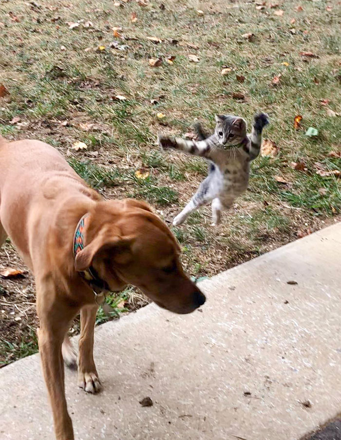 40 Hilarious Photos Of Cats Being The Biggest Jerks To Dogs 40 Hilarious Photos Of Cats Being The Biggest Jerks To Dogs