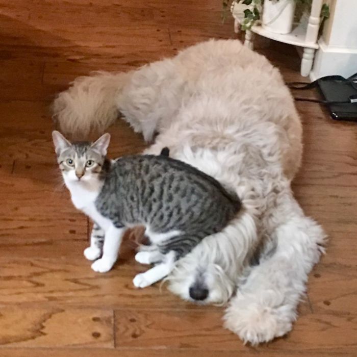 40 Hilarious Photos Of Cats Being The Biggest Jerks To Dogs 40 Hilarious Photos Of Cats Being The Biggest Jerks To Dogs