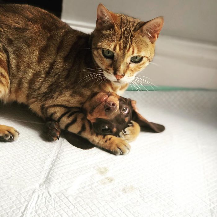 40 Hilarious Photos Of Cats Being The Biggest Jerks To Dogs 40 Hilarious Photos Of Cats Being The Biggest Jerks To Dogs