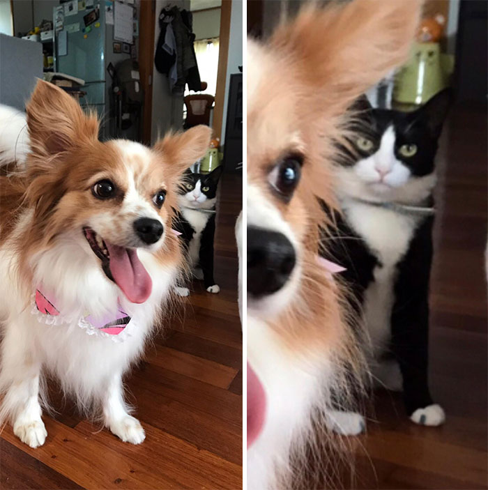 40 Hilarious Photos Of Cats Being The Biggest Jerks To Dogs 40 Hilarious Photos Of Cats Being The Biggest Jerks To Dogs
