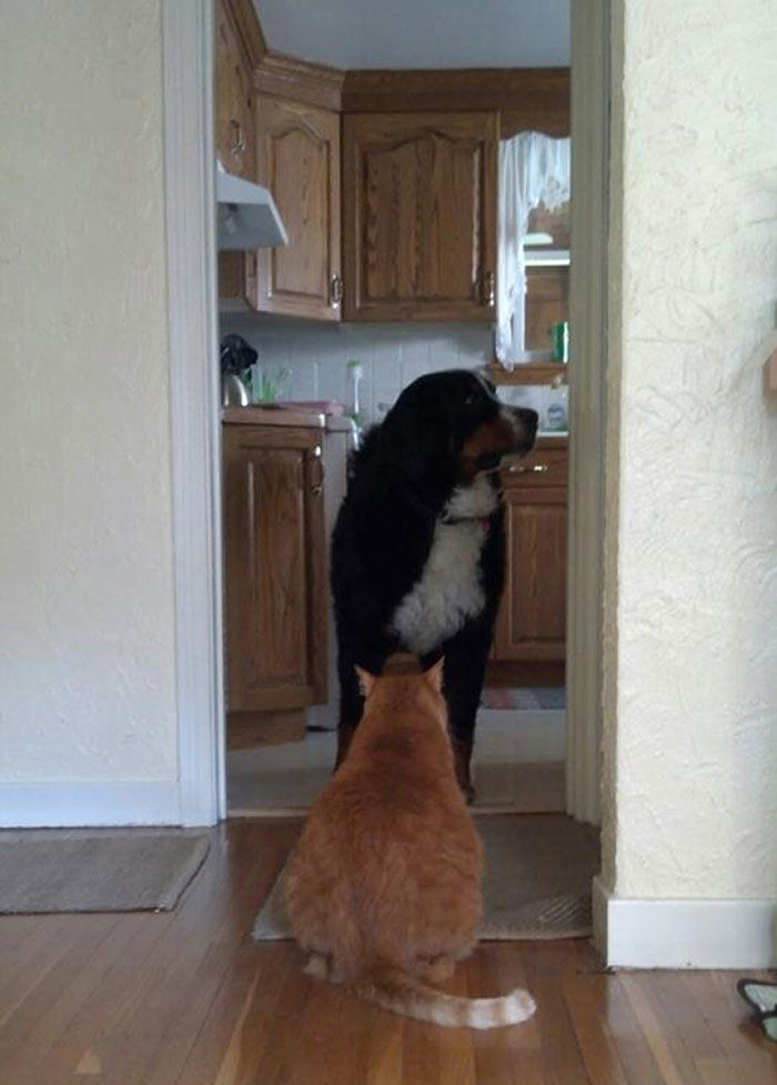 40 Hilarious Photos Of Cats Being The Biggest Jerks To Dogs 40 Hilarious Photos Of Cats Being The Biggest Jerks To Dogs