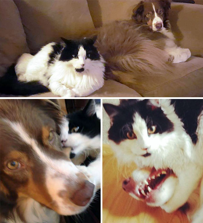 40 Hilarious Photos Of Cats Being The Biggest Jerks To Dogs 40 Hilarious Photos Of Cats Being The Biggest Jerks To Dogs