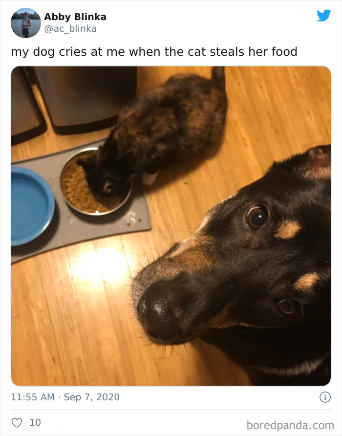 40 Hilarious Photos Of Cats Being The Biggest Jerks To Dogs 40 Hilarious Photos Of Cats Being The Biggest Jerks To Dogs
