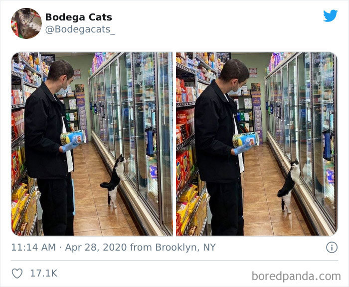 This Twitter Account Collects Photos Of Cats In Small Shops Looking Like They Own The Place (30 New Pics) This Twitter Account Collects Photos Of Cats In Small Shops Looking Like They Own The Place (30 New Pics)