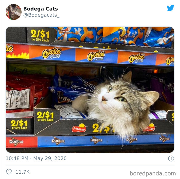 This Twitter Account Collects Photos Of Cats In Small Shops Looking Like They Own The Place (30 New Pics) This Twitter Account Collects Photos Of Cats In Small Shops Looking Like They Own The Place (30 New Pics)