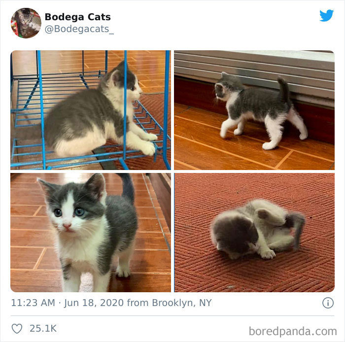 This Twitter Account Collects Photos Of Cats In Small Shops Looking Like They Own The Place (30 New Pics) This Twitter Account Collects Photos Of Cats In Small Shops Looking Like They Own The Place (30 New Pics)