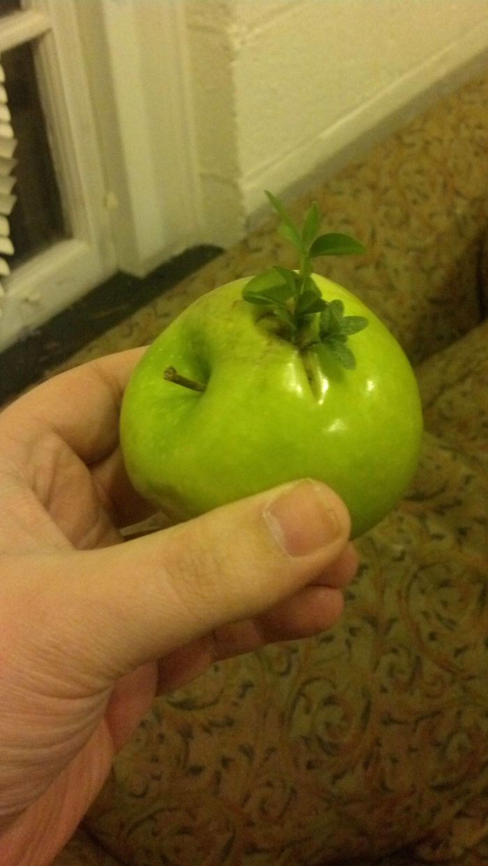 30 Times People Encountered ‘Vivipary’ In Plants And Just Had To Share These Terrifying Pics 30 Times People Encountered ‘Vivipary’ In Plants And Just Had To Share These Terrifying Pics
