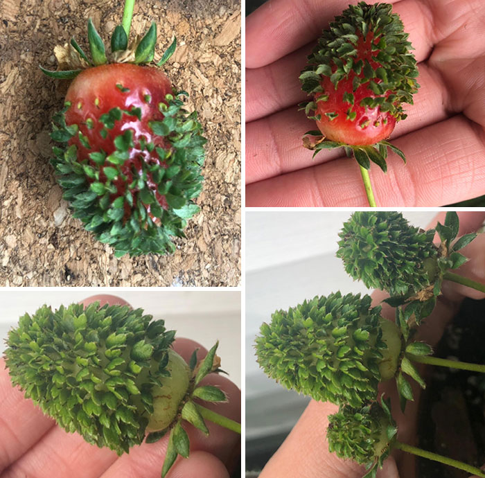 30 Times People Encountered ‘Vivipary’ In Plants And Just Had To Share These Terrifying Pics 30 Times People Encountered ‘Vivipary’ In Plants And Just Had To Share These Terrifying Pics