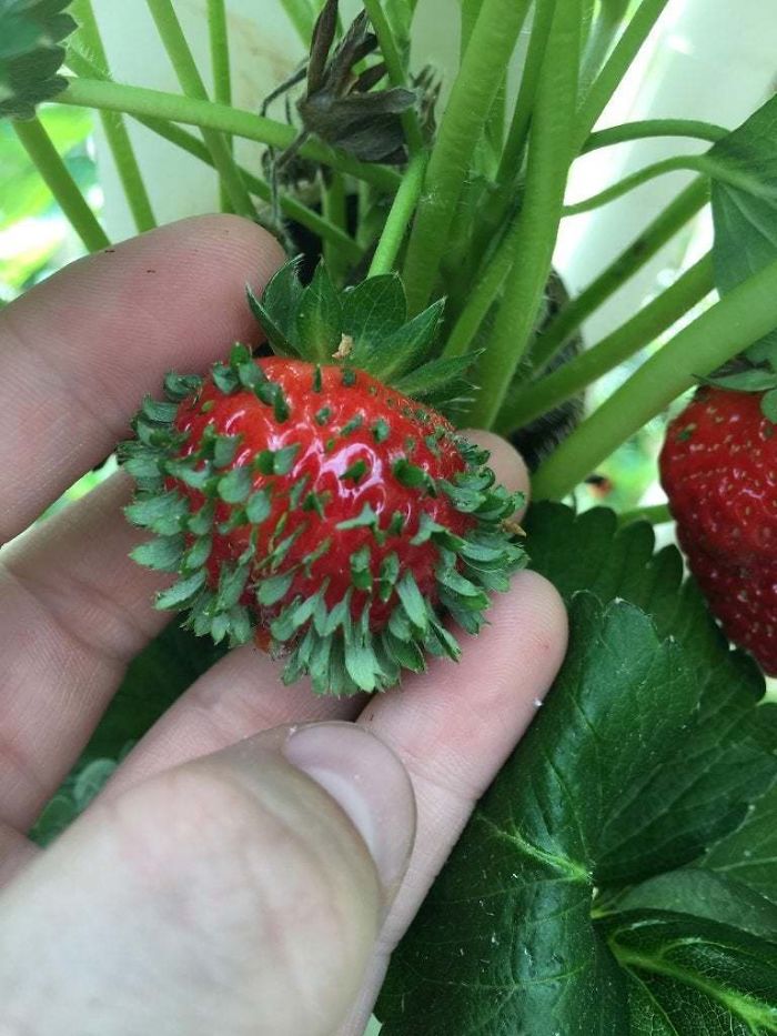 30 Times People Encountered ‘Vivipary’ In Plants And Just Had To Share These Terrifying Pics 30 Times People Encountered ‘Vivipary’ In Plants And Just Had To Share These Terrifying Pics