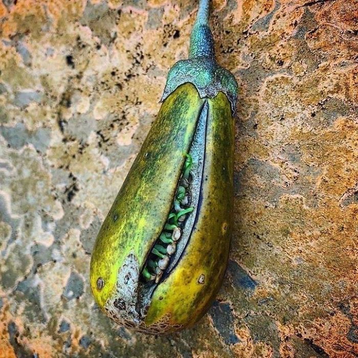 30 Times People Encountered ‘Vivipary’ In Plants And Just Had To Share These Terrifying Pics 30 Times People Encountered ‘Vivipary’ In Plants And Just Had To Share These Terrifying Pics