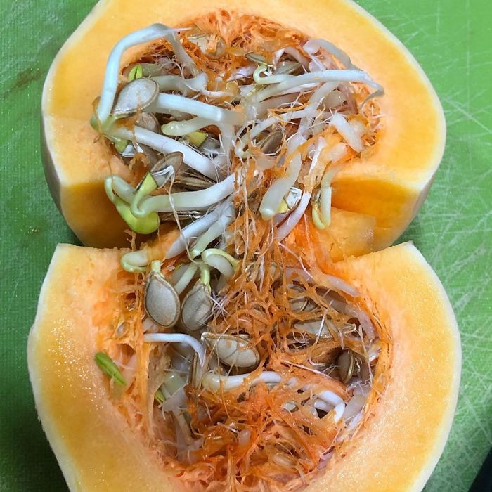 30 Times People Encountered ‘Vivipary’ In Plants And Just Had To Share These Terrifying Pics 30 Times People Encountered ‘Vivipary’ In Plants And Just Had To Share These Terrifying Pics