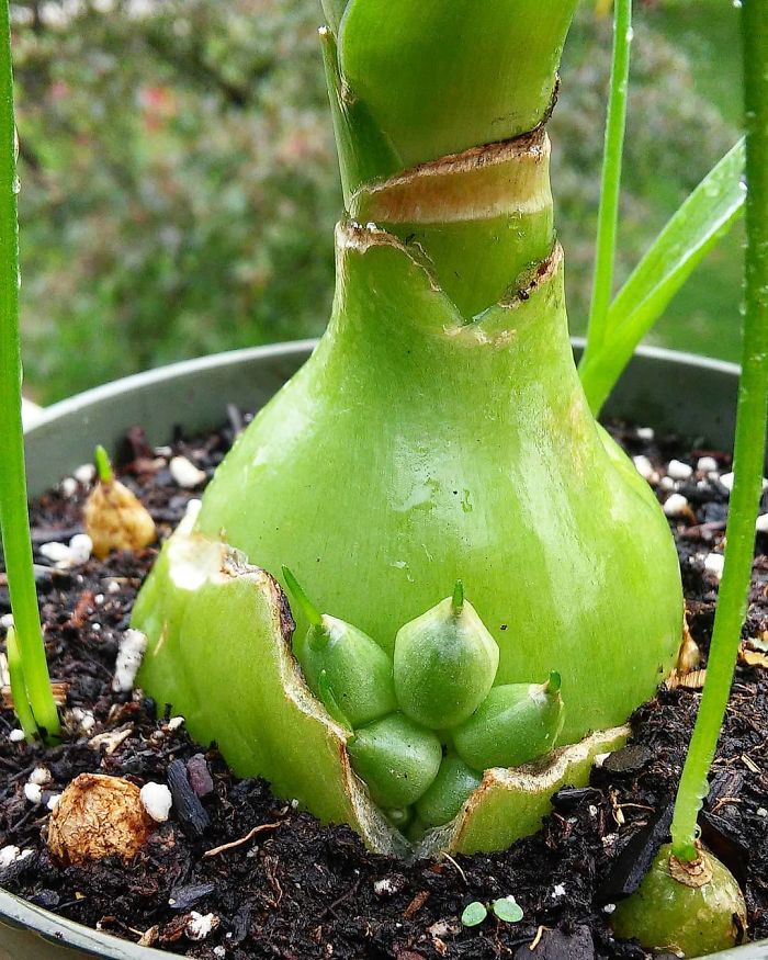 30 Times People Encountered ‘Vivipary’ In Plants And Just Had To Share These Terrifying Pics 30 Times People Encountered ‘Vivipary’ In Plants And Just Had To Share These Terrifying Pics