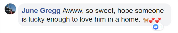 Stray Dog Interrupts Performance To Help Actor Who’s Pretending To Be Injured