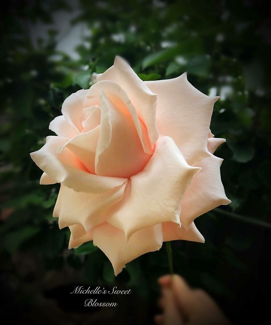 Award-Winning Australian Confectioner Creates Stunning Sugar Flowers (76 Pics)