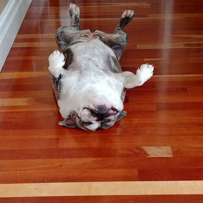 Hey Pandas, Draw My Dogs And Upload The Result (Closed)