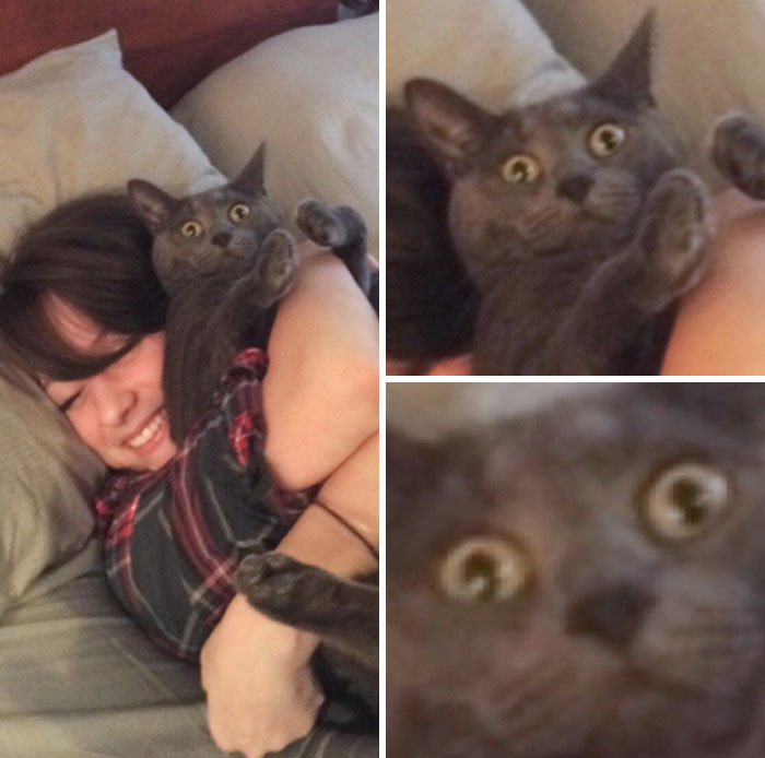 40 Hilarious Times Cats Said A Firm ‘NO’ To Cuddles 40 Hilarious Times Cats Said A Firm ‘NO’ To Cuddles