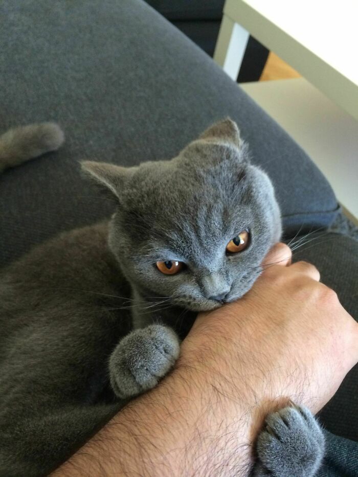 40 Hilarious Times Cats Said A Firm ‘NO’ To Cuddles 40 Hilarious Times Cats Said A Firm ‘NO’ To Cuddles