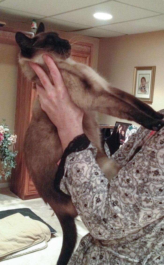 40 Hilarious Times Cats Said A Firm ‘NO’ To Cuddles 40 Hilarious Times Cats Said A Firm ‘NO’ To Cuddles