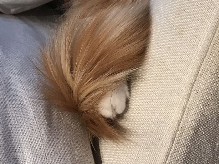 Hey Pandas, What’s Your Favorite Photo Of Your Pet&#8217;s Paws? (Closed)