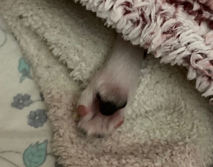 Hey Pandas, What’s Your Favorite Photo Of Your Pet&#8217;s Paws? (Closed)