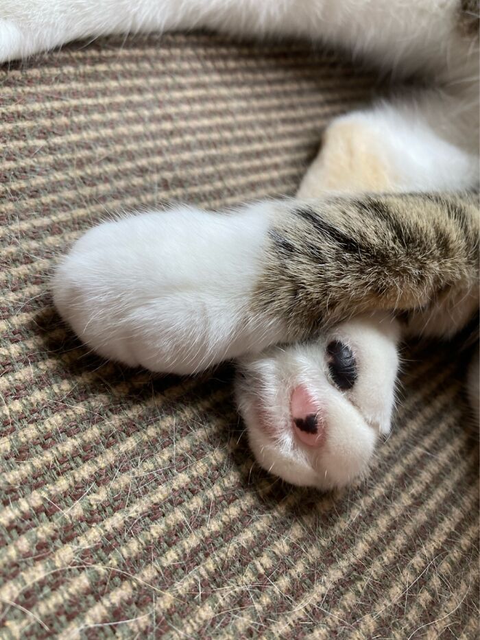 Hey Pandas, What’s Your Favorite Photo Of Your Pet&#8217;s Paws? (Closed)