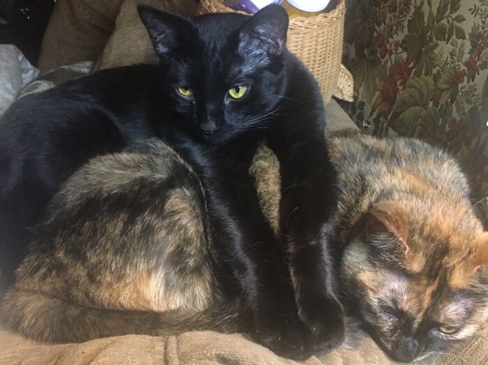 Hey Pandas, What’s Your Favorite Photo Of Your Pet&#8217;s Paws? (Closed)