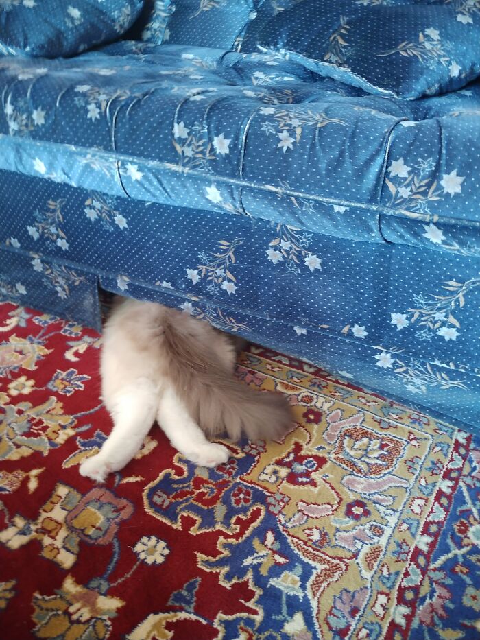 Hey Pandas, What’s Your Favorite Photo Of Your Pet&#8217;s Paws? (Closed)