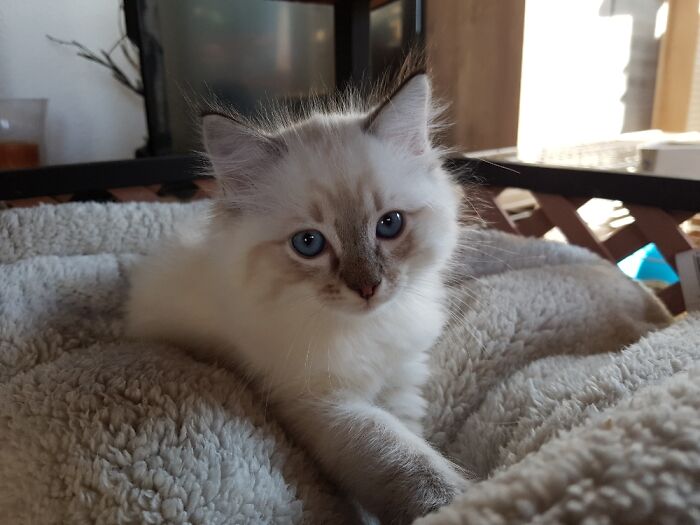 Hey Pandas, Post A Baby Picture Of Your Pet (Closed)