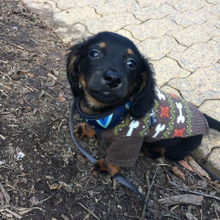 Hey Pandas, Post A Baby Picture Of Your Pet (Closed)