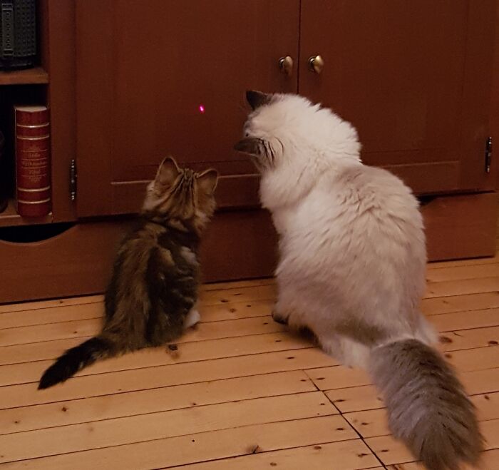 Hey Pandas, Post A Baby Picture Of Your Pet (Closed) Hey Pandas, Post A Baby Picture Of Your Pet (Closed)