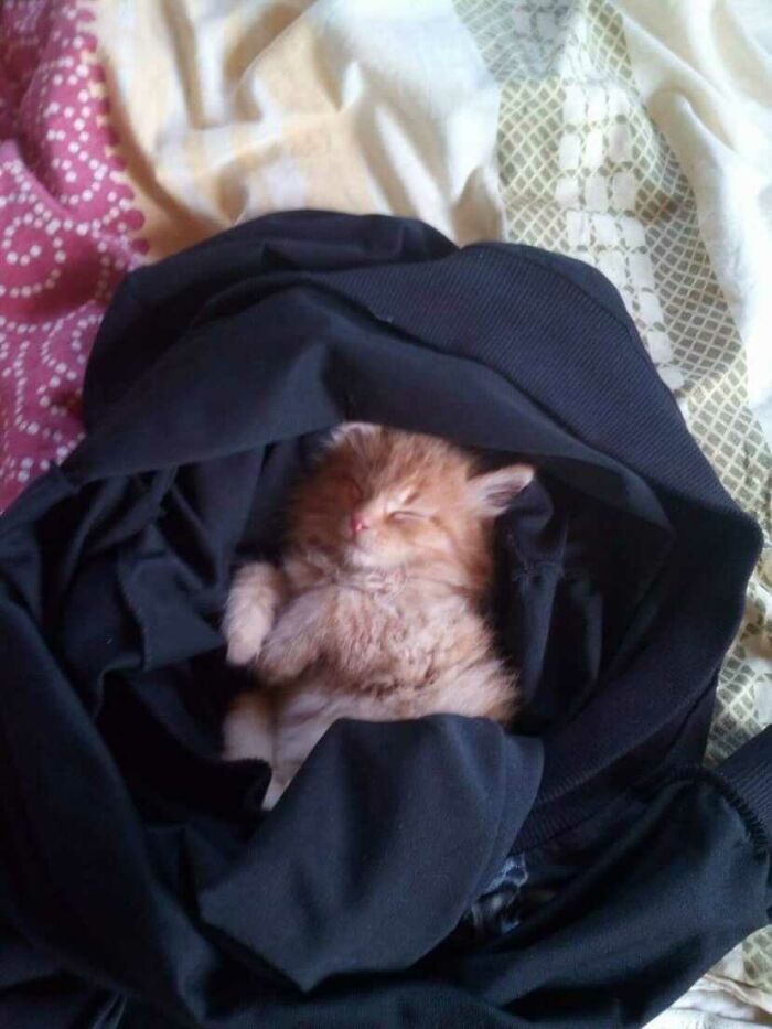 Hey Pandas, Post A Baby Picture Of Your Pet (Closed)