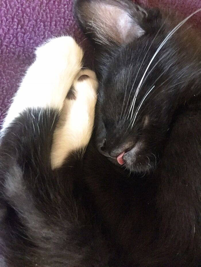 Hey Pandas, Post A Baby Picture Of Your Pet (Closed) Hey Pandas, Post A Baby Picture Of Your Pet (Closed)