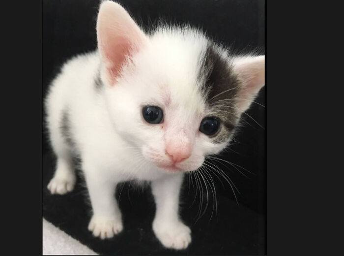 Hey Pandas, Post A Baby Picture Of Your Pet (Closed) Hey Pandas, Post A Baby Picture Of Your Pet (Closed)