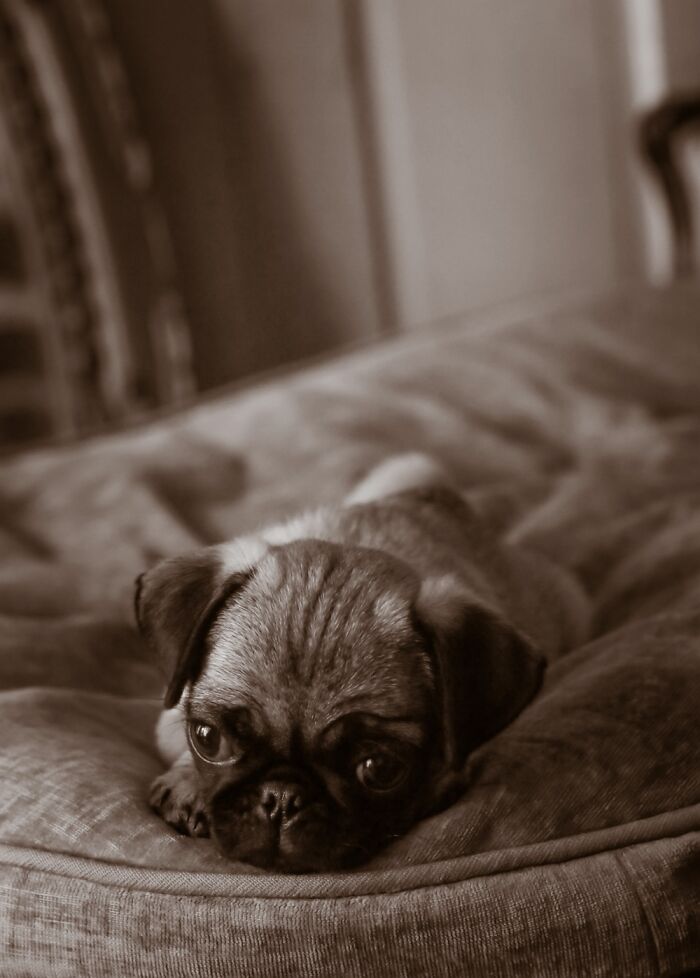 Hey Pandas, Post A Baby Picture Of Your Pet (Closed)