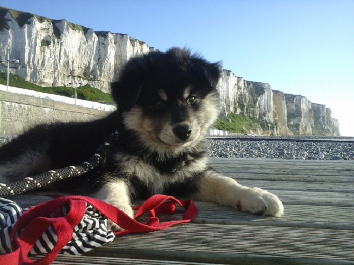 Hey Pandas, Post A Baby Picture Of Your Pet (Closed) Hey Pandas, Post A Baby Picture Of Your Pet (Closed)