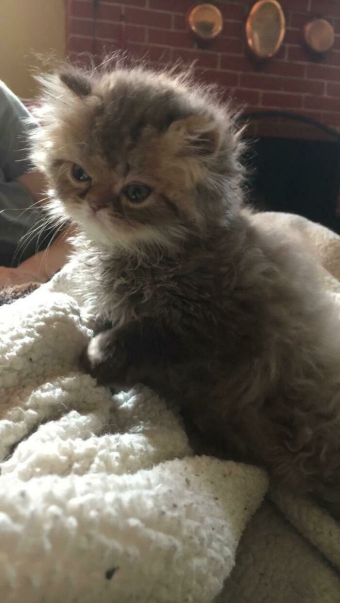 Hey Pandas, Post A Baby Picture Of Your Pet (Closed)