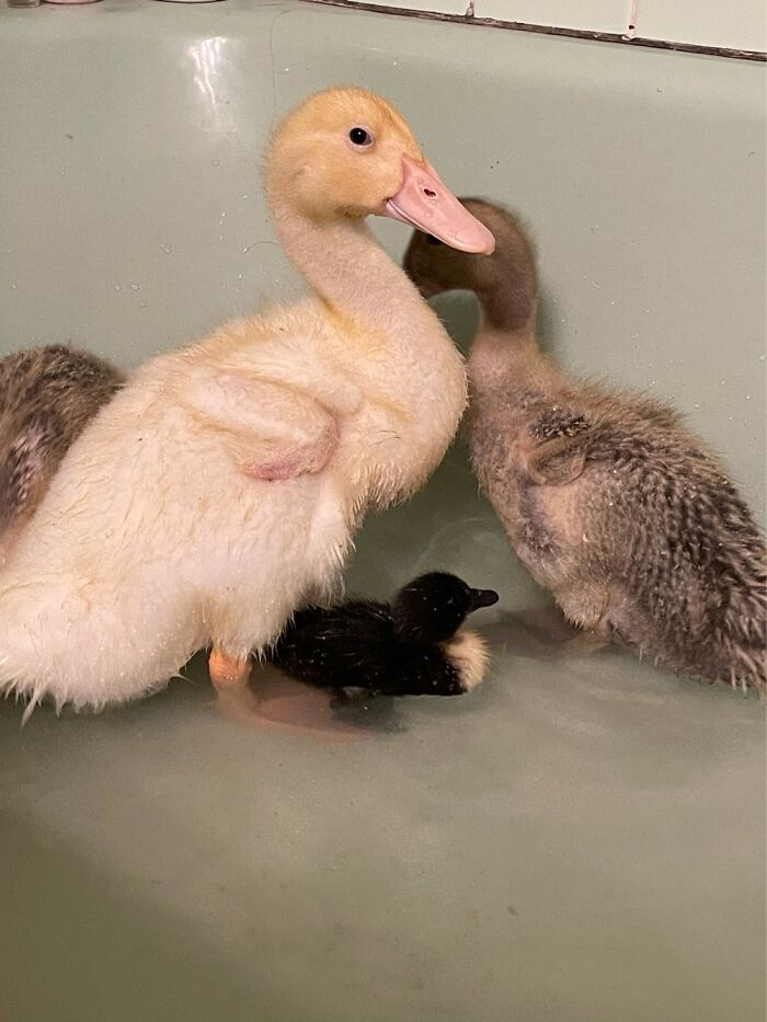 Hey Pandas, Post A Baby Picture Of Your Pet (Closed)