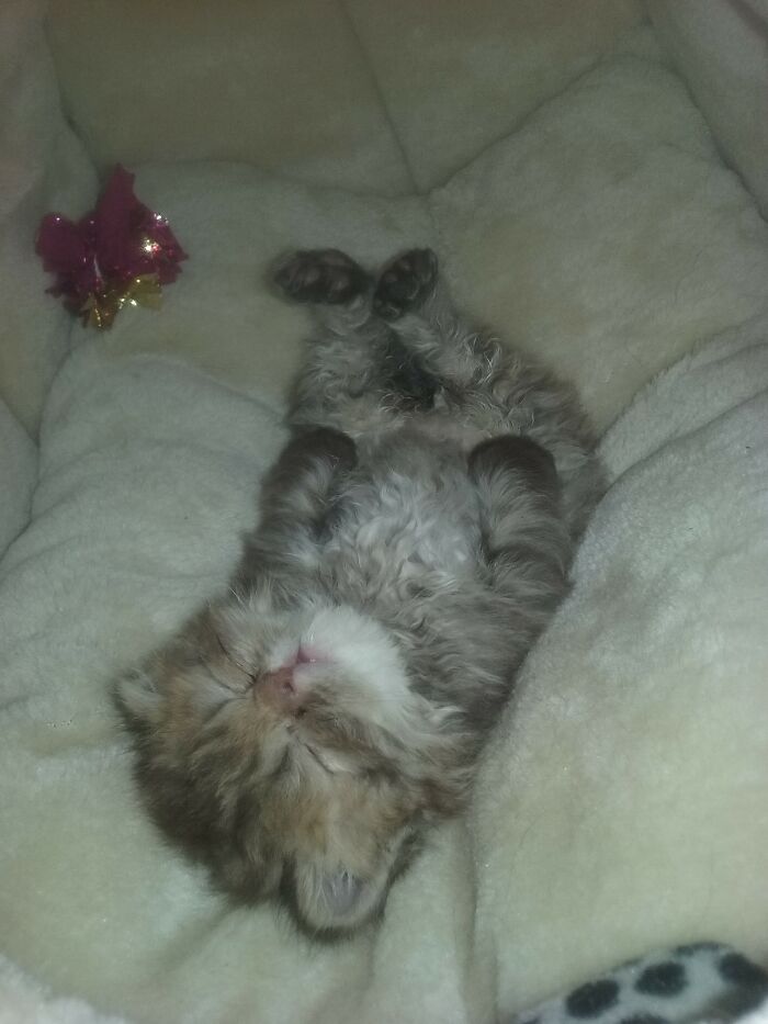 Hey Pandas, Post A Baby Picture Of Your Pet (Closed)