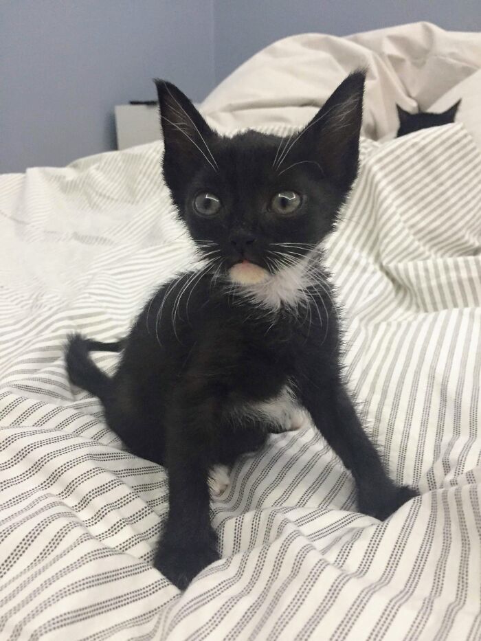 Hey Pandas, Post A Baby Picture Of Your Pet (Closed)